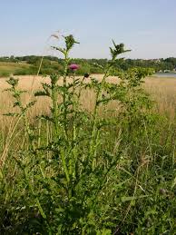 Attēlu rezultāti vaicājumam “Carduus crispus”