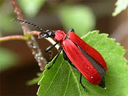 Attēlu rezultāti vaicājumam “Pyrochroa coccinea”