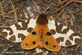 Attēlu rezultāti vaicājumam “Arctia caja”