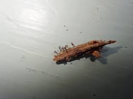 Attēlu rezultāti vaicājumam “Comatricha pulchella”