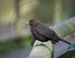 Attēlu rezultāti vaicājumam “Turdus merula female”