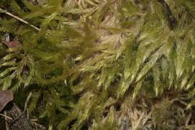 Attēlu rezultāti vaicājumam “Brachythecium albicans”