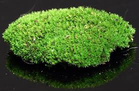 Attēlu rezultāti vaicājumam “Polytrichastrum formosum”