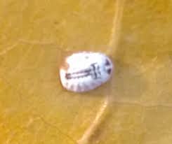 Attēlu rezultāti vaicājumam “Aleurochiton aceris”