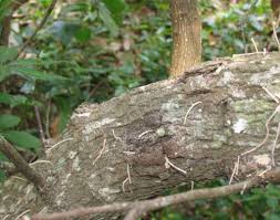 Attēlu rezultāti vaicājumam “Badhamia bethelii macro”