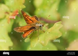 Attēlu rezultāti vaicājumam “Ochlodes sylvanus underside”