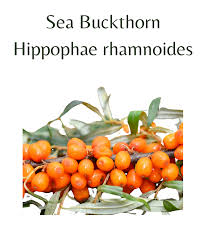 Attēlu rezultāti vaicājumam “Hippophae rhamnoides fruit”