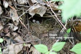 Attēlu rezultāti vaicājumam “Erithacus rubecula nest”