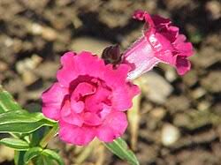 Attēlu rezultāti vaicājumam “Antirrhinum majus leaf”