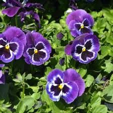 Image result for Viola x wittrockiana `Hiemalis`