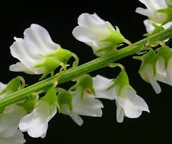 Attēlu rezultāti vaicājumam “Melilotus albus leaf”