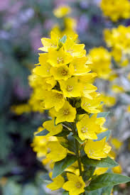 Attēlu rezultāti vaicājumam “Lysimachia punctata”