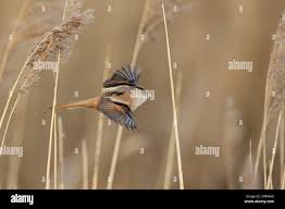 Attēlu rezultāti vaicājumam “Panurus biarmicus female”