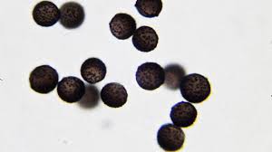 Attēlu rezultāti vaicājumam “Diderma chondrioderma sessile”