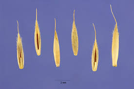 Attēlu rezultāti vaicājumam “Festuca ovina fruit”