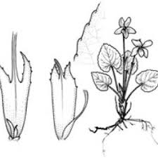 Attēlu rezultāti vaicājumam “Viola uliginosa flower”