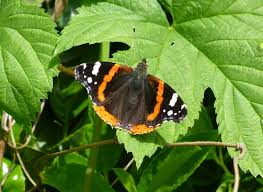 Attēlu rezultāti vaicājumam “Vanessa atalanta”