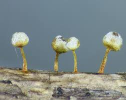 Attēlu rezultāti vaicājumam “Craterium aureum spores”