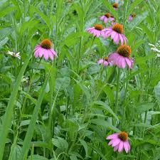 Attēlu rezultāti vaicājumam “Echinacea purpurea leaf”