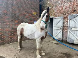 Image result for South Weylands Equestrian