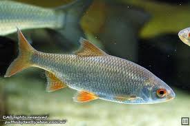 Image result for Rutilus heckelii