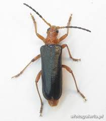 Attēlu rezultāti vaicājumam “Rhamnusium bicolor”