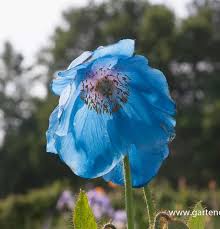 Image result for Scheinmohn
