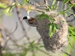 Attēlu rezultāti vaicājumam “Remiz pendulinus nest”