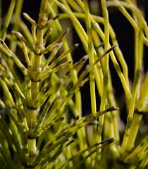 Attēlu rezultāti vaicājumam “Equisetum arvense”