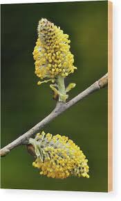 Attēlu rezultāti vaicājumam “Salix cinerea”