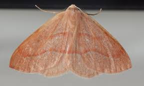 Attēlu rezultāti vaicājumam “Hylaea fasciaria”