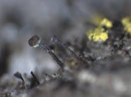 Attēlu rezultāti vaicājumam “Chaenotheca phaeocephala”