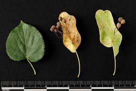 Attēlu rezultāti vaicājumam “Tilia cordata”