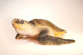 Image result for Lepidochelys olivacea