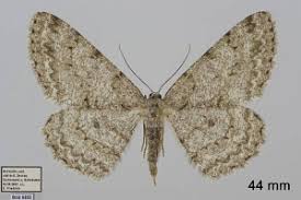 Attēlu rezultāti vaicājumam “Hypomecis punctinalis”