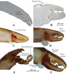 Attēlu rezultāti vaicājumam “Lycogala convexum sessile”