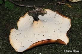 Attēlu rezultāti vaicājumam “Polyporus badius”
