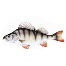 Image result for Perca flavescens