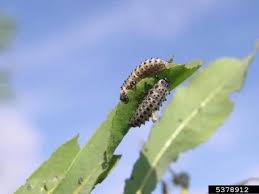 Attēlu rezultāti vaicājumam “Chrysomela vigintipunctata”