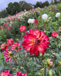 Image result for Dahlia Darkarin`