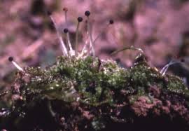 Attēlu rezultāti vaicājumam “Fossombronia foveolata sporophyte”