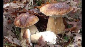 Attēlu rezultāti vaicājumam “Boletales”