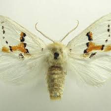 Attēlu rezultāti vaicājumam “Leucodonta bicoloria”