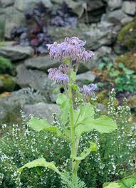 Attēlu rezultāti vaicājumam “Borago officinalis flower”