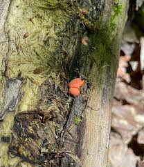 Attēlu rezultāti vaicājumam “Lycogala cf. oleocrystalliferum macro”