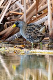 Image result for Porzana carolina