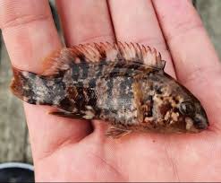 Image result for Tautoga onitis