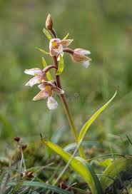 Attēlu rezultāti vaicājumam “Epipactis palustris leaf”