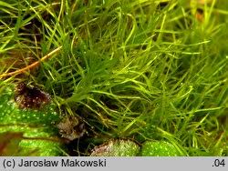 Attēlu rezultāti vaicājumam “Distichium capillaceum”