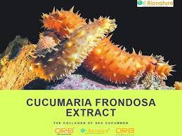 Image result for Cucumaria frondosa